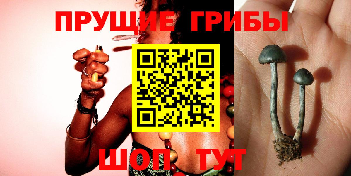 Псилоцибиновые грибы GOLDEN TEACHER  Вход с VPN  Псилоцибиновые грибы MAGIC MUSHROOMS  Тайшет 